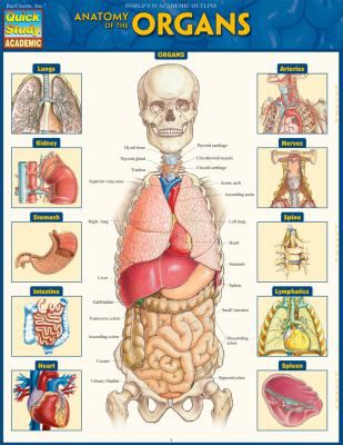 ANATOMY OF THE ORGANS