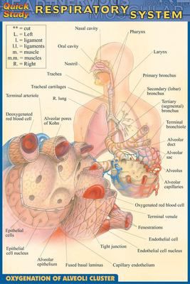 POCKET RESPIRATORY SYSTEM